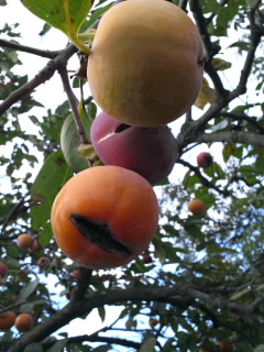 20121020_01.jpg