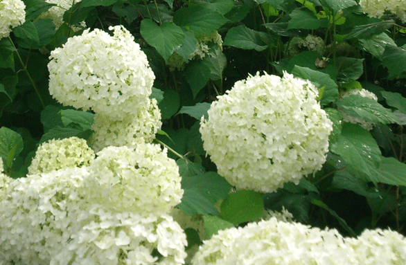 20150722111922.png