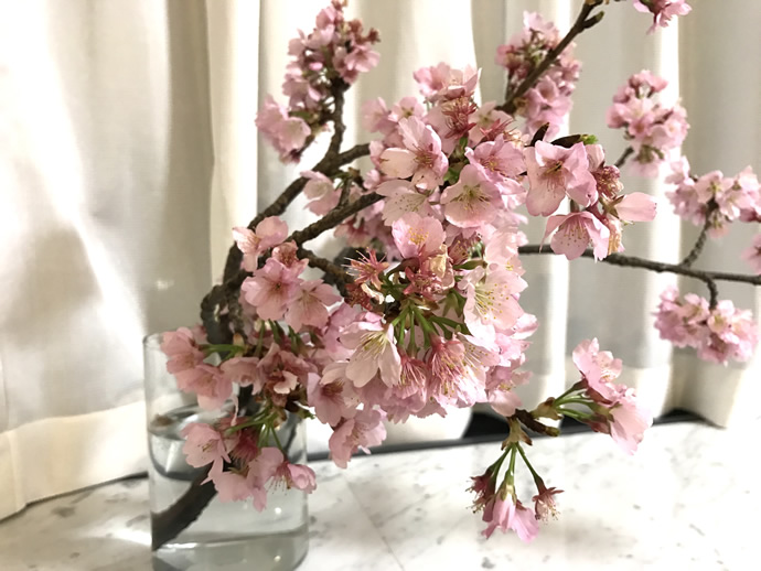 170314ume.jpg