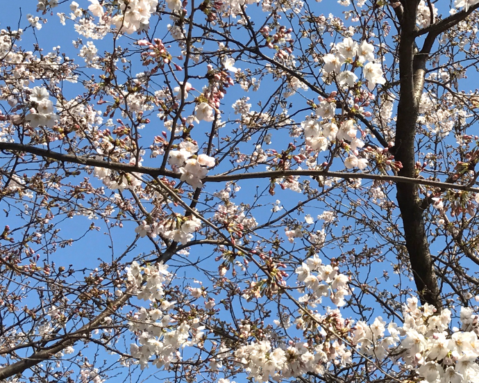 sakura.png