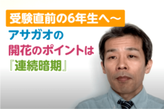 受験直前の6年生へ〜アサガオの開花のポイントは『連続暗期』